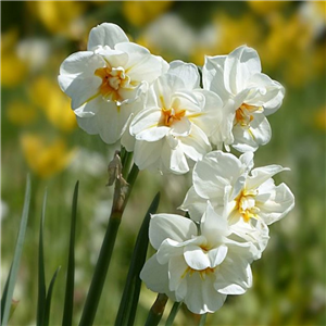 Narcissus (Daffodil) 'Winston Churchill' Pot Full